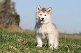 ALASKAN MALAMUTE 136